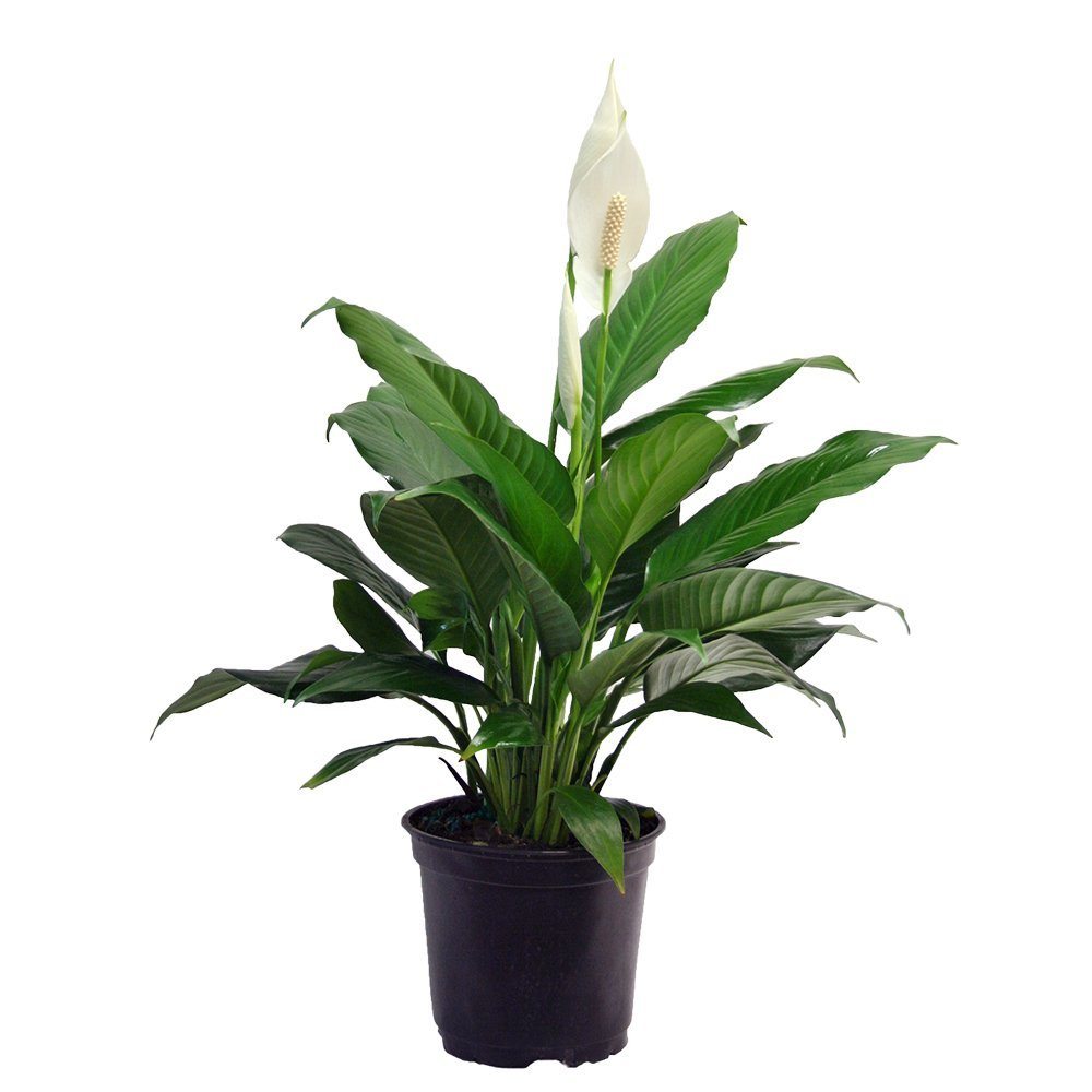 Best indoor plant featuring a peace lily.