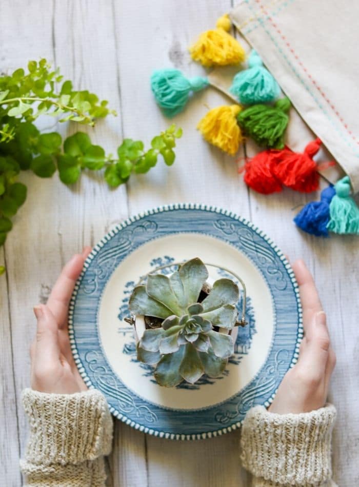 Best indoor house plants featuring little succulent on a plate.
