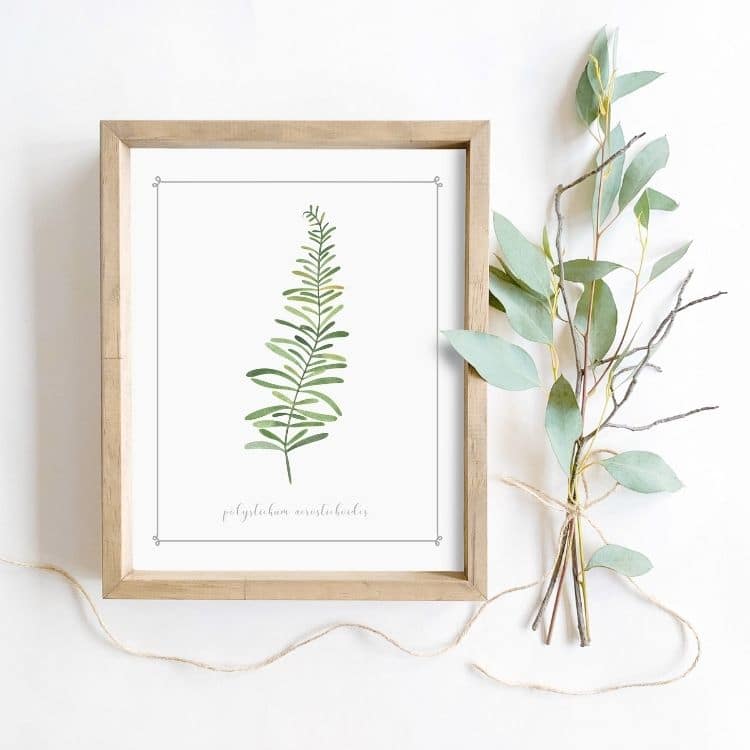 Cheap botanical printable to frame for your home decor