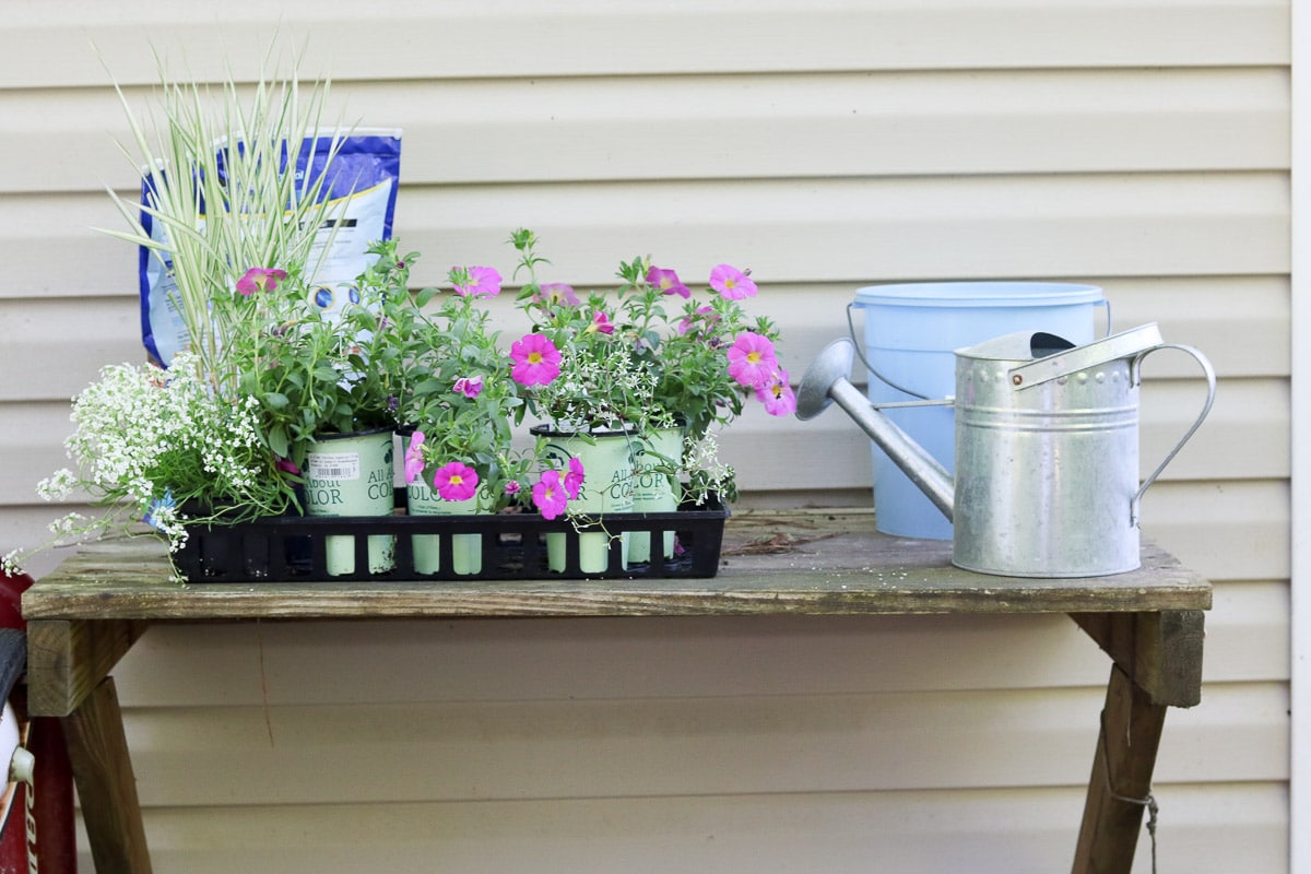 container flower gardening for beginners: selecting plants