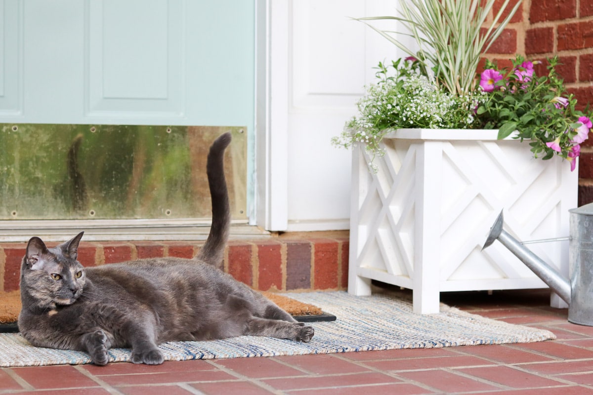 small front porch decorating ideas with flowers and my cat Stinkerbelle