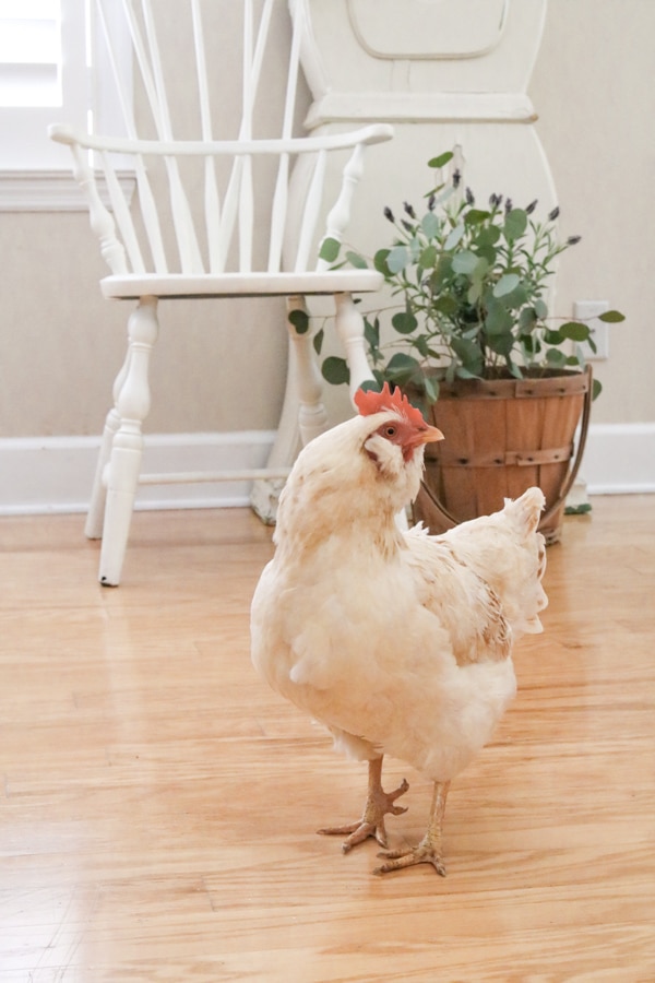 Chicken inside a house