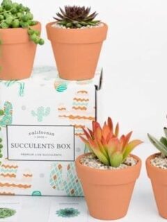 House plant subscription box with succulents