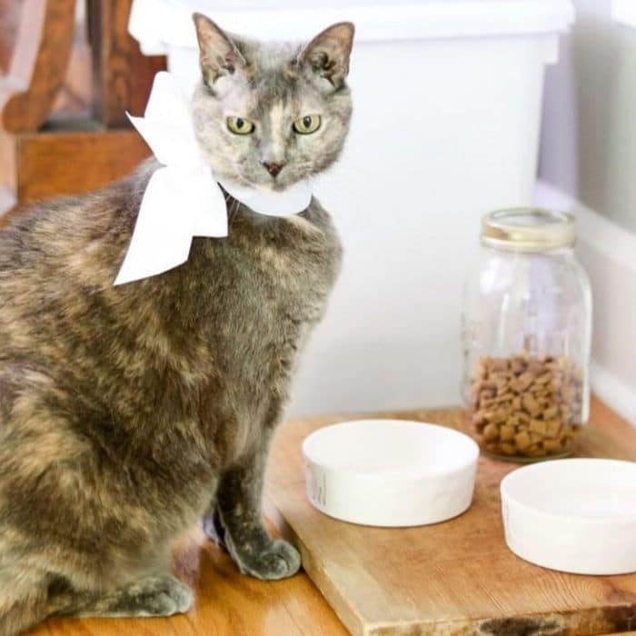 What is a bread board? Our cat, Tinkerbell, at her pet station where we used a bread board as base